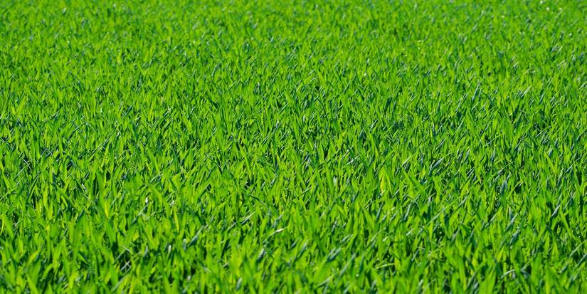 More Than Greenery: The Fascinating Place Names Hidden in Plant Titles