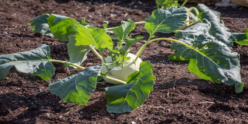5 Spring Vegetables That Bring Novelty to Your Kitchen
