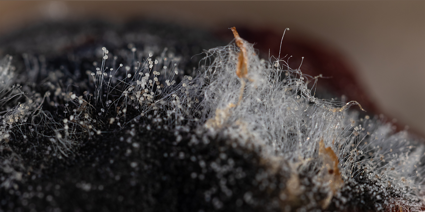 How to Detect and Eliminate Hidden Mold in Your Home