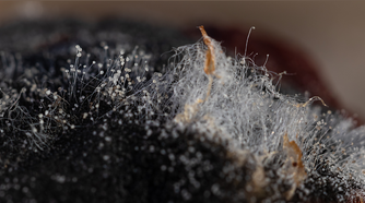 Mold Inhabitable How to Detect and Eliminate Hidden Mold in Your Home