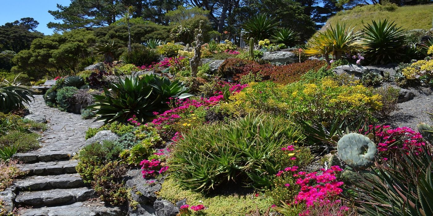 Transform Your Backyard Into a DIY Botanical Garden