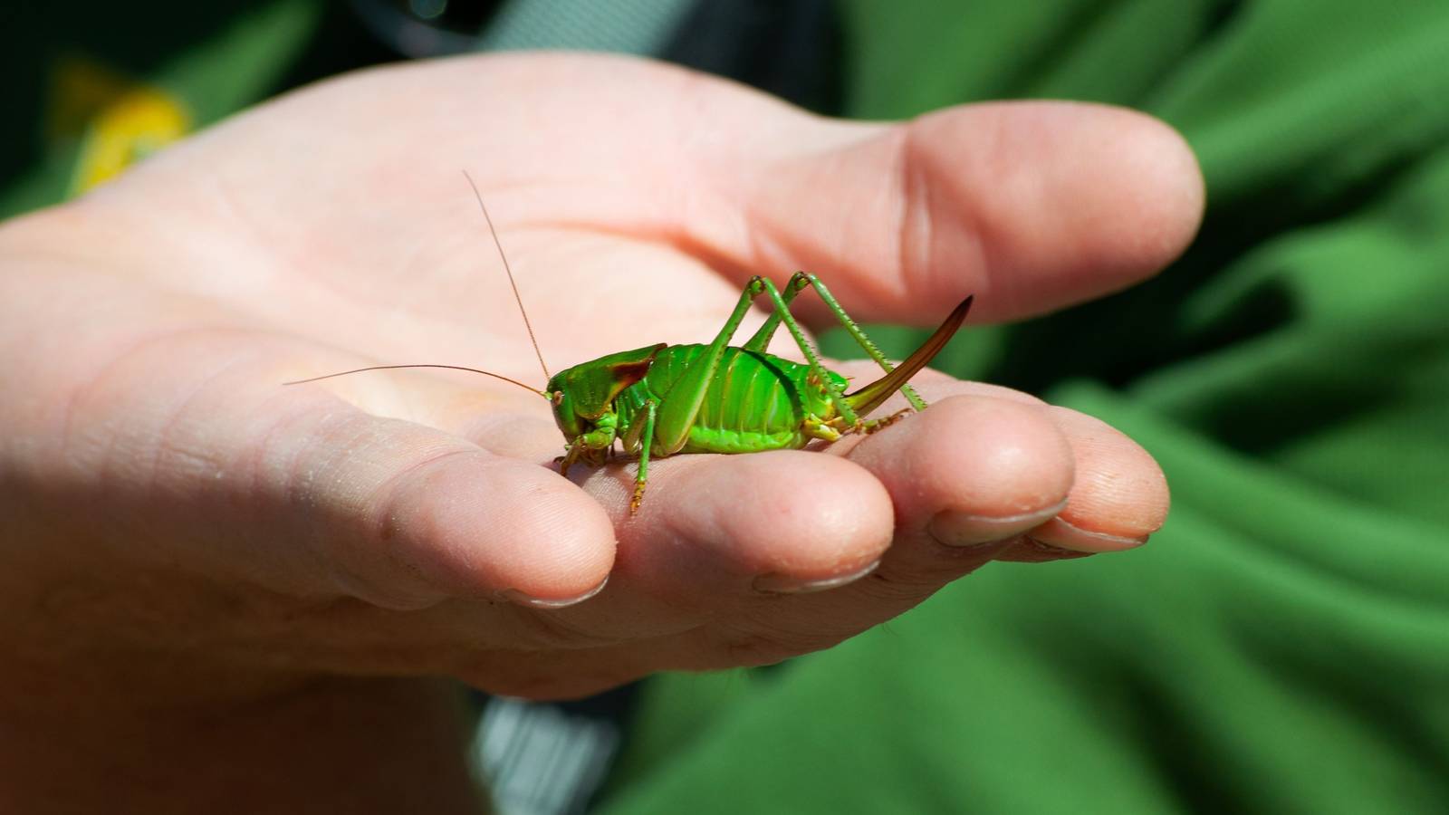 Battling Plant Pests: Lessons from Historical Disasters