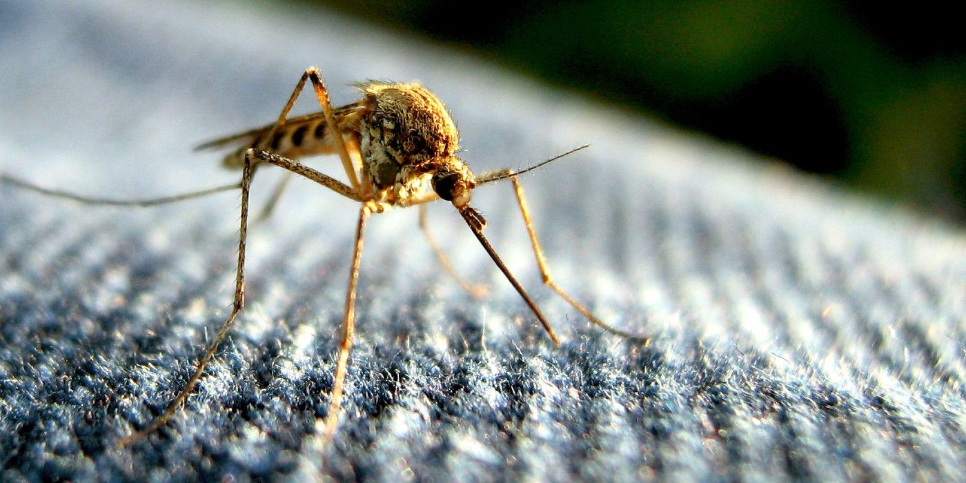 Should You Swat Away Those Mosquitoes in Your Garden?
