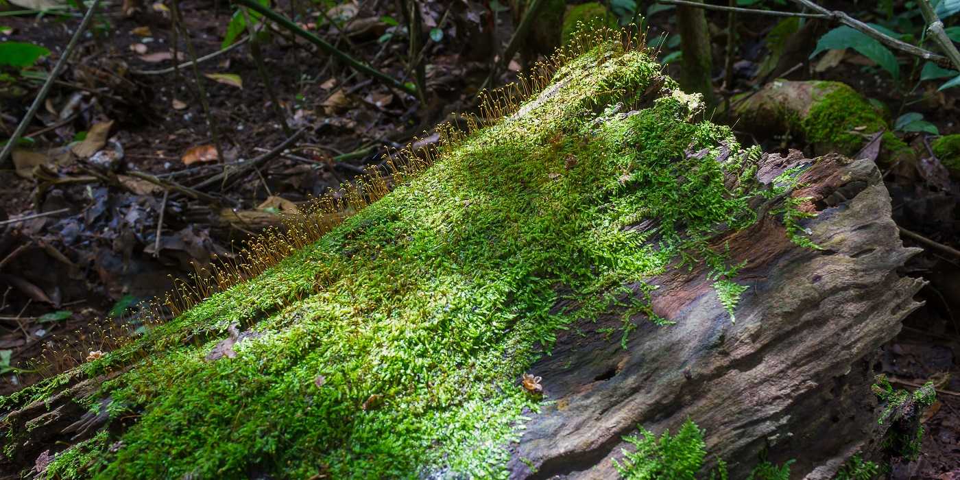 Fallen Rid Get Rid of Lawn and Garden Moss With Baking Soda