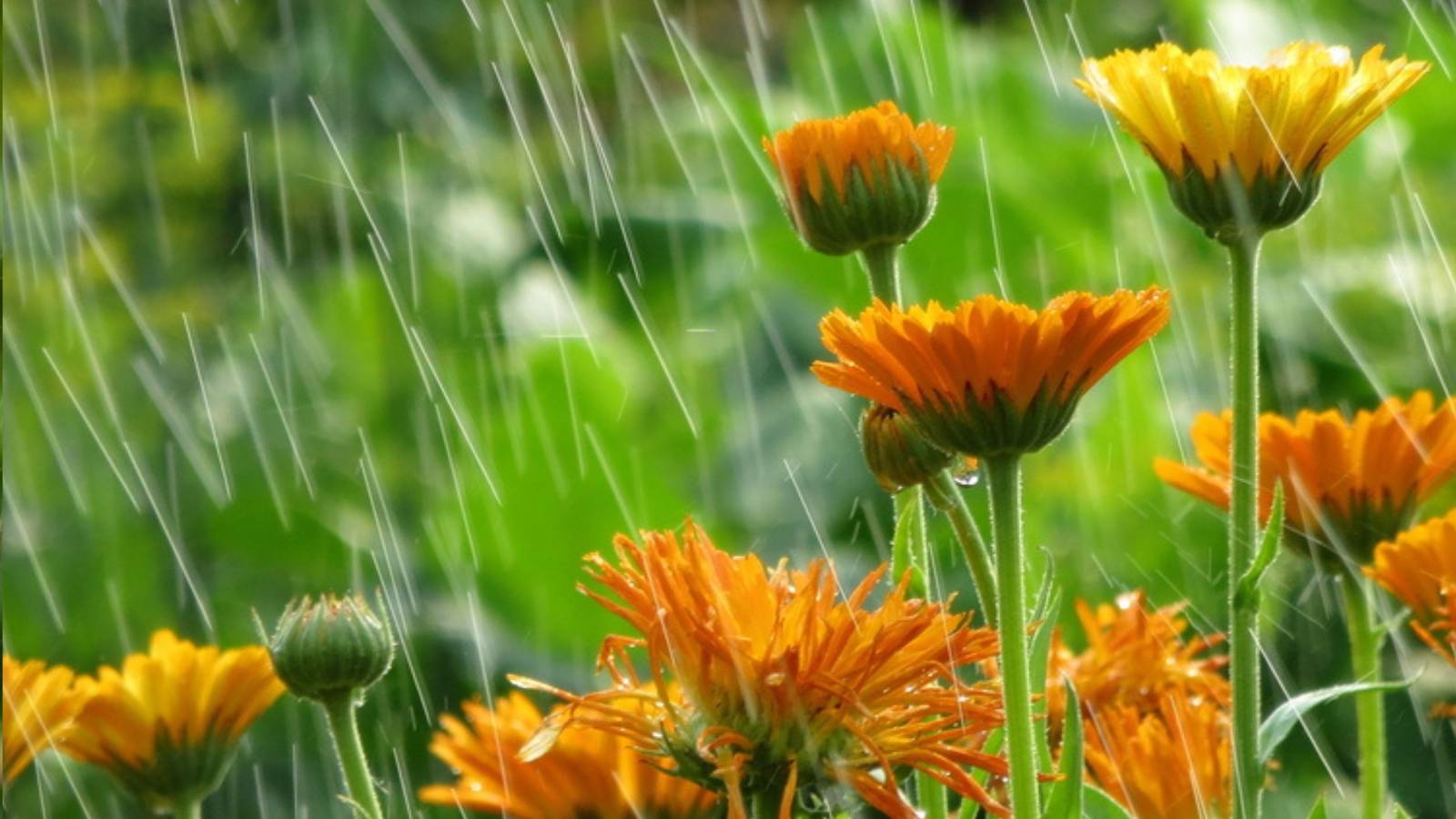 Plant Getting Rained On How to Design a Rain Garden to Help Control Water Runoff on Your Property