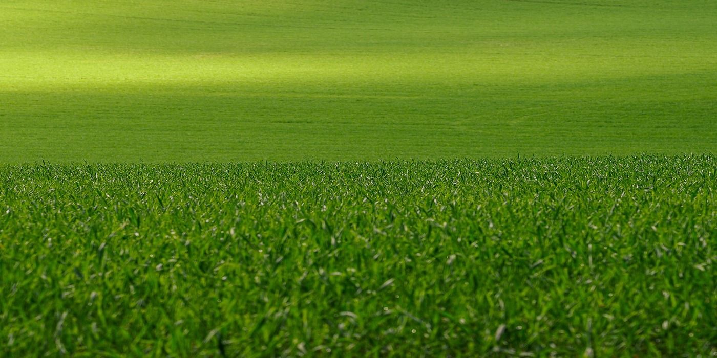 An image of Perennial Ryegrass 