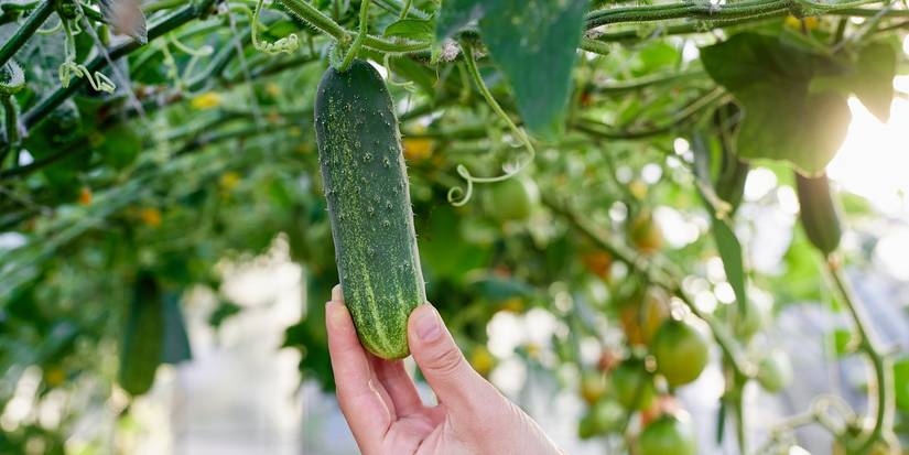 Cucumbers growing  in the garden