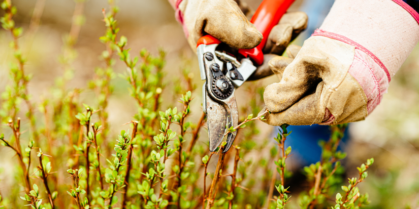 9 Gardening Mistakes to Avoid at All Costs