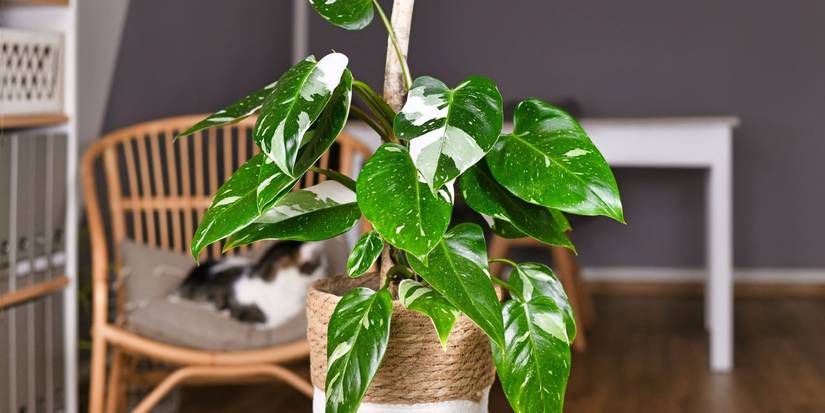How to Grow Philodendrons Indoors: A Complete Guide for Houseplants
