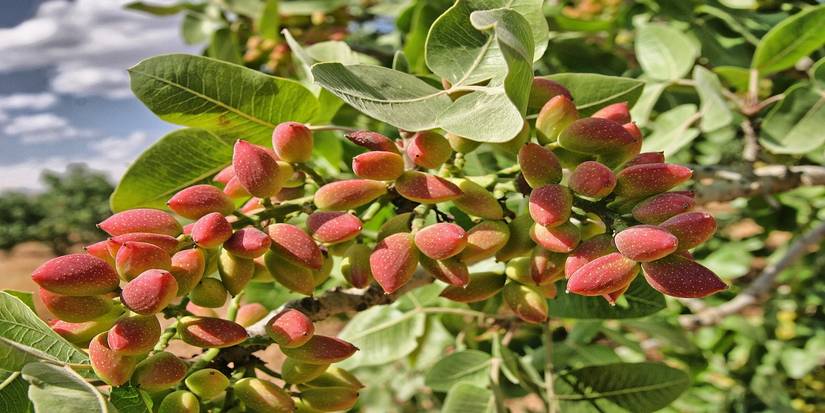 Pistachio Shell Tree A Guide to Growing Nut Trees in Your Backyard