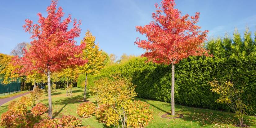 Why April is the Perfect Time to Plant Trees