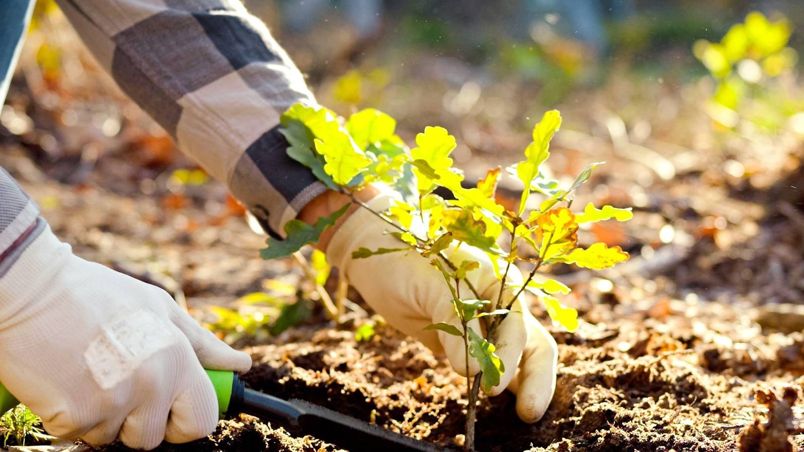 Why April is the Perfect Time to Plant Trees