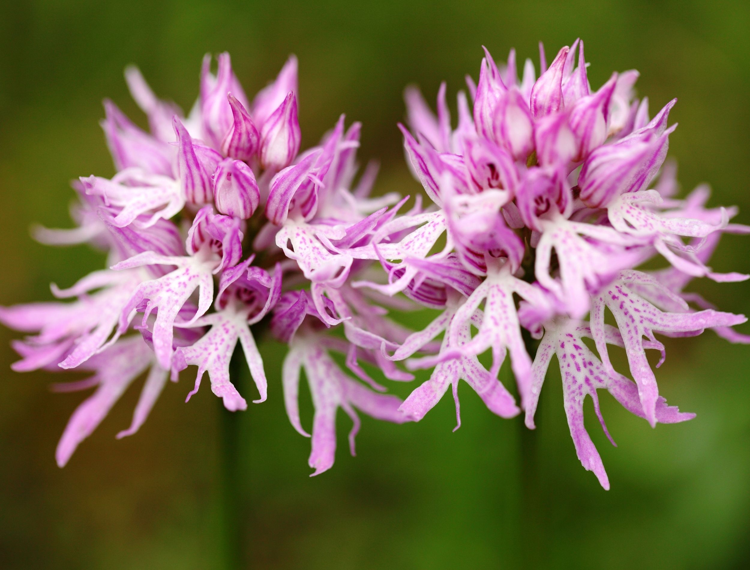 Funny Plant Names: 8 Unqiue Options