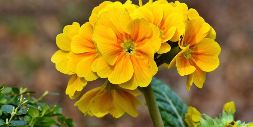 Choose Gorgeous Spring Flowers For Perfect Garden Spaces