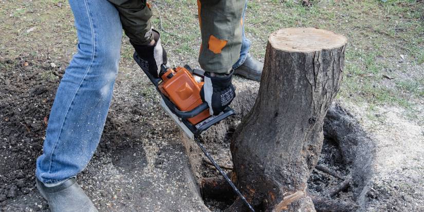 Tree's Roots Shave Reclaiming Your Lawn: 7 Strategies for Dealing with Exposed Tree Roots