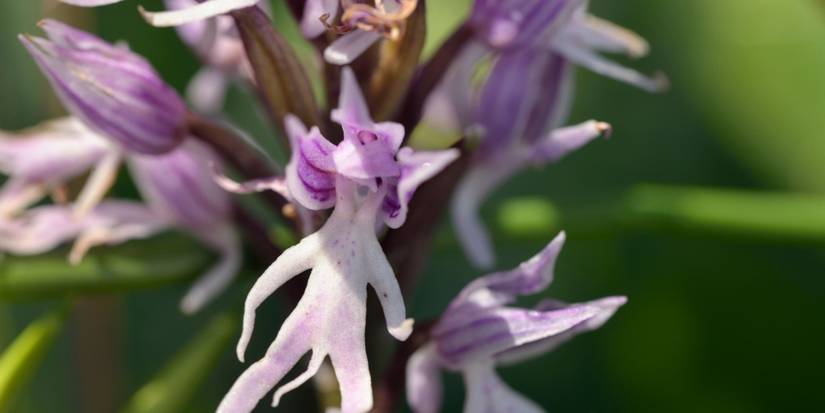 Transform Your Garden with Weird Flowers