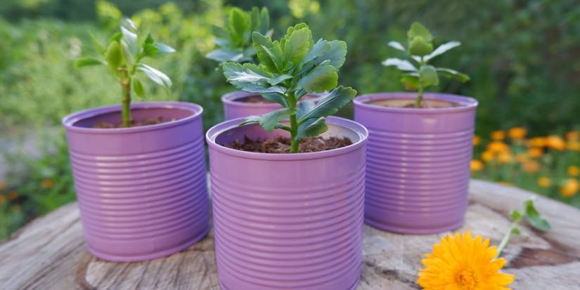flowering plant fertilizer RAW BLOOM | All in One Water Soluble Nutrient Blend