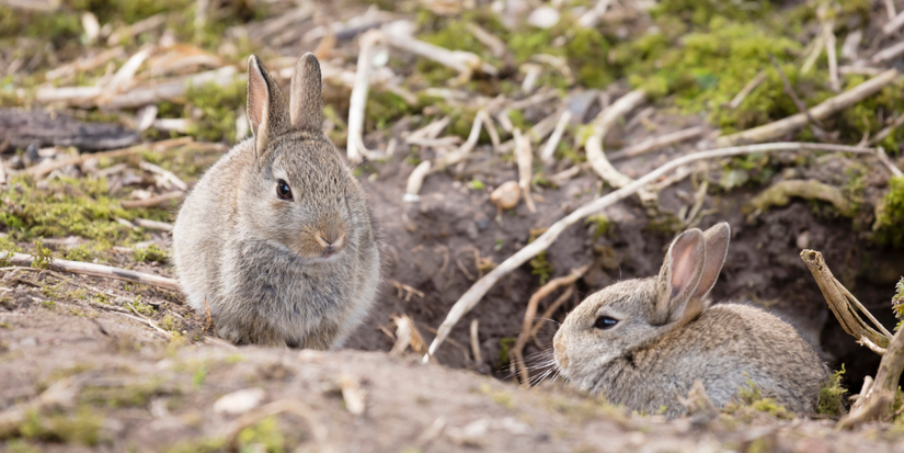 Essential Strategies to Keep Winter Rabbits at Bay