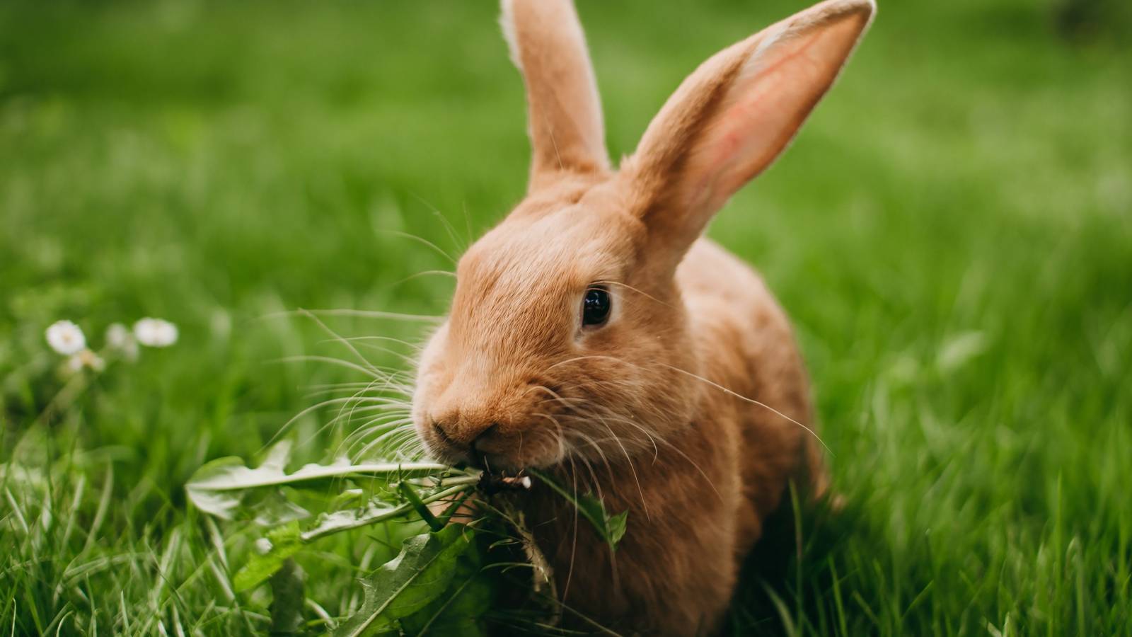Cute or Cunning? The Reality of Dealing with Garden Rabbits