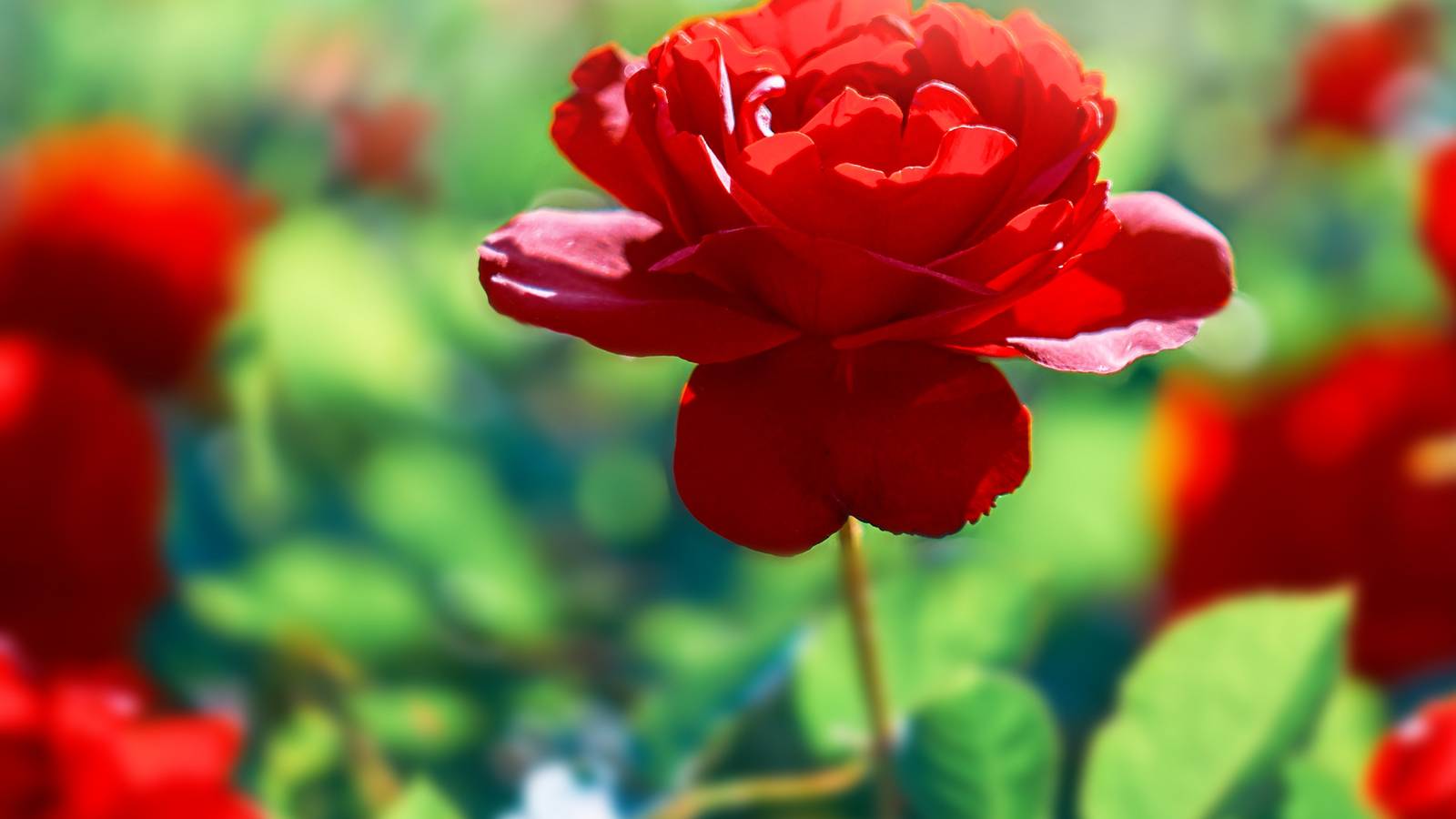 Designing Your Kentucky Derby-Inspired Garden