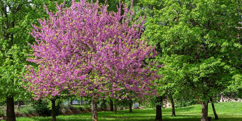 Spring-Blooming Trees Make Landscaping Pop