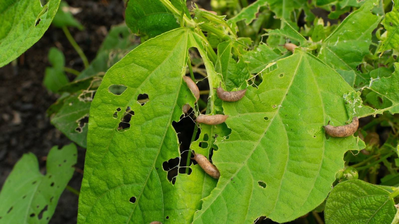 5 Pest and Bug Traps For Your Lawn