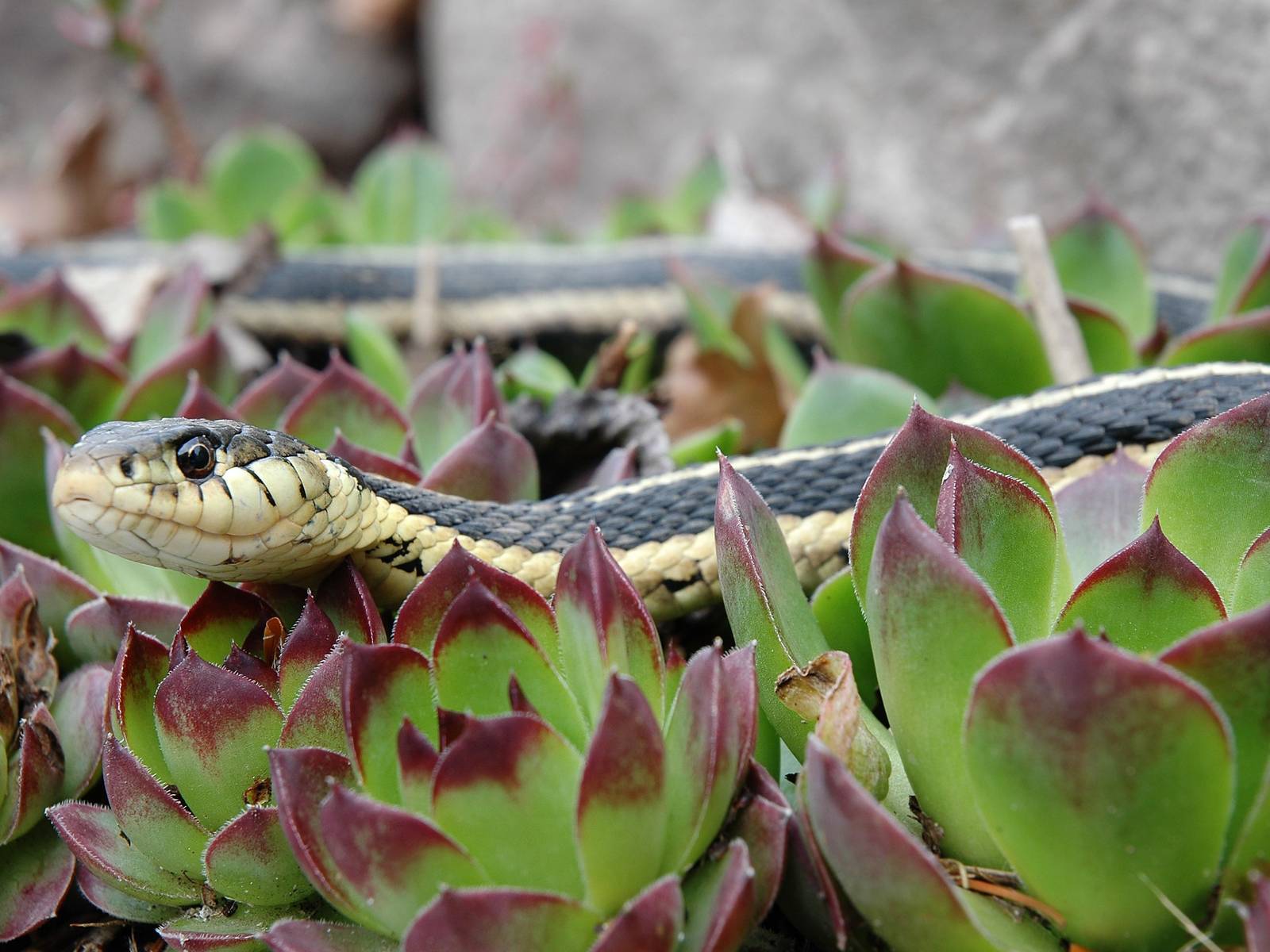 Use Home Remedies to Keep Snakes Away