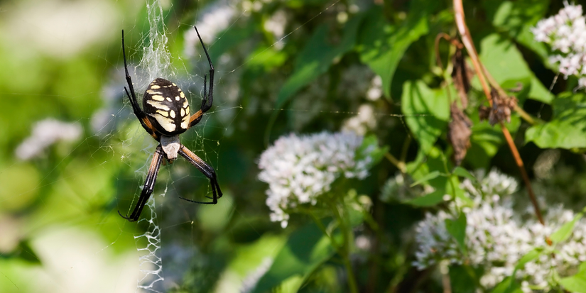 Garden Spiders: Natural Pest Control or Garden Nuisance?