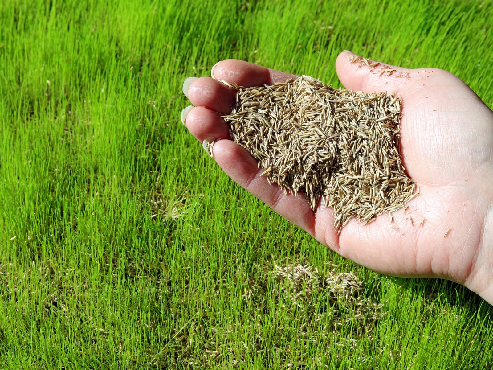 Transform Your Lawn: A Guide To Using Fast-Growing Grass Seed