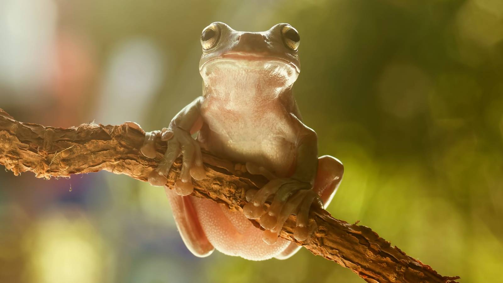 A Tiny Tree Frog is Making Waves for Flower Pollination, image size:1600x900