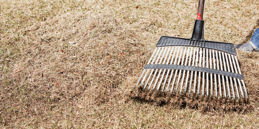 Back Raking Lawn Spring Lawn Care Mistakes to Avoid When Raking