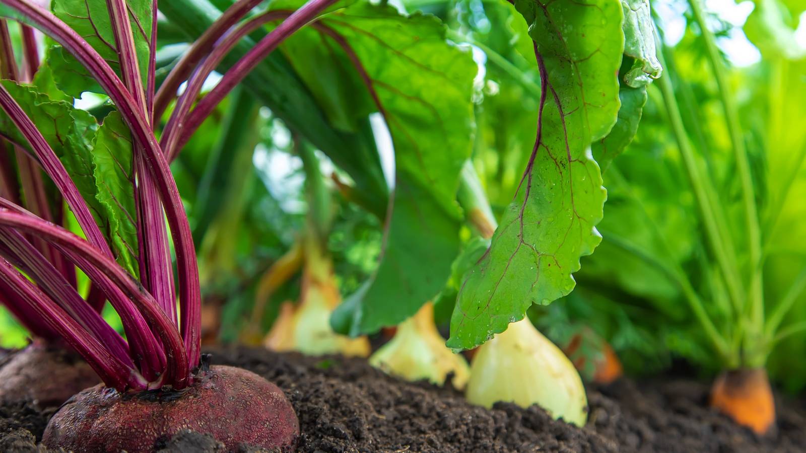 Shop Seasonally: What Vegetables Are in Season For Spring?