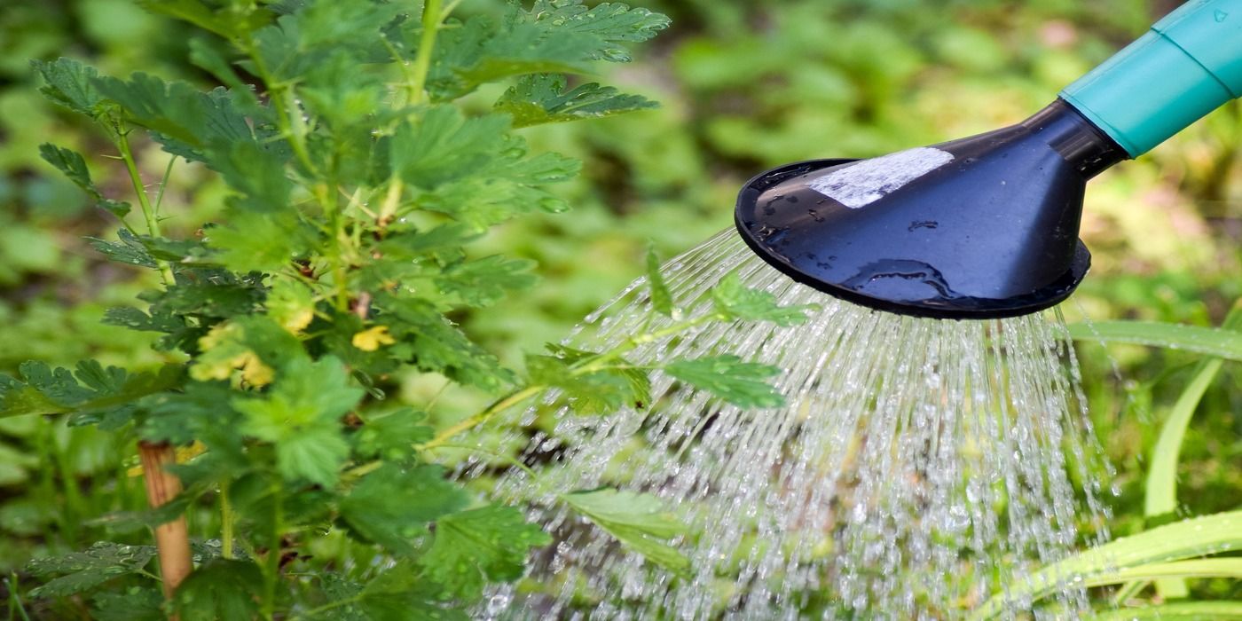 Consistent Care: The Benefits of Distilled Water Quality in Gardening