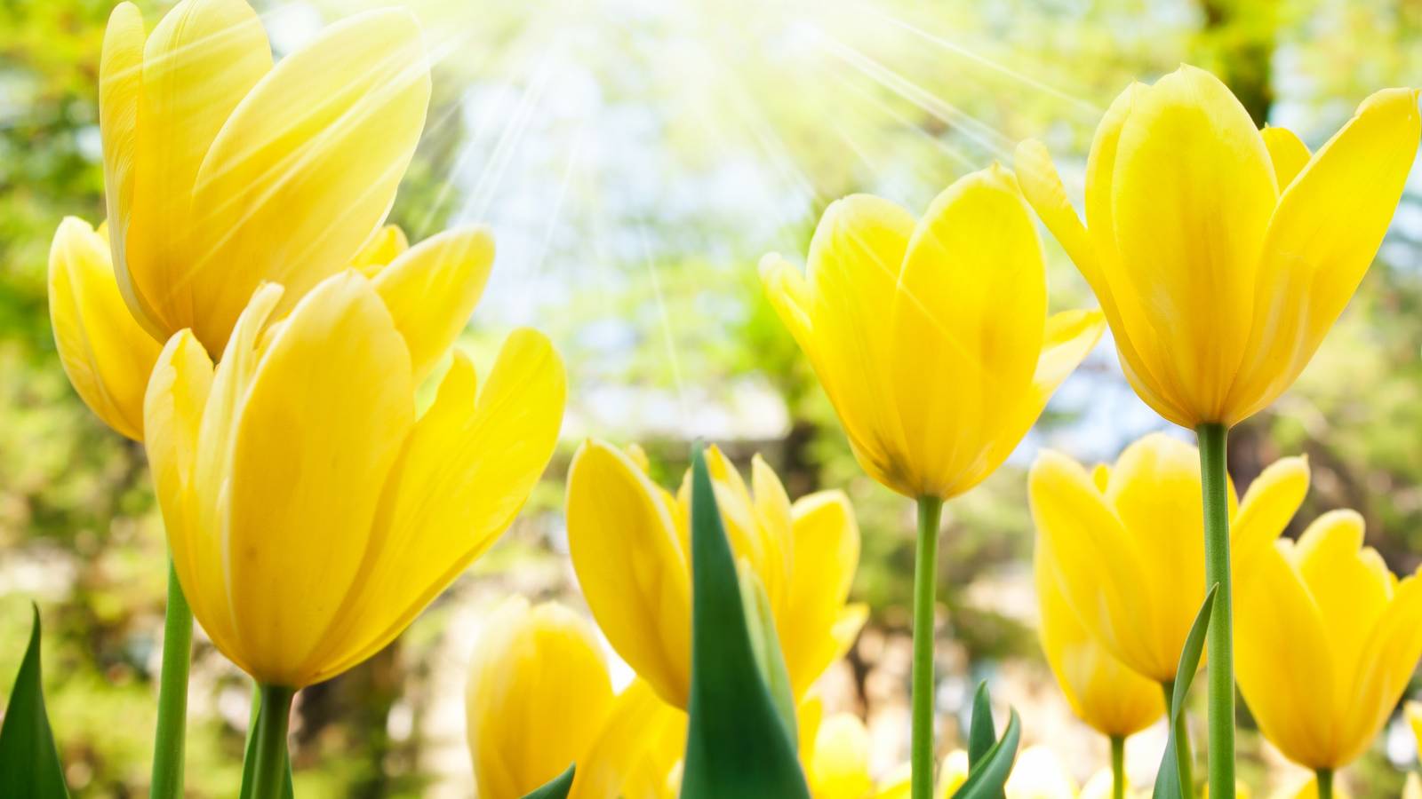Pick One Spring Choose Gorgeous Spring Flowers For Perfect Garden Spaces