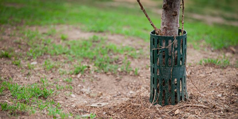 Shield Tree Saplings From Lawn Mower Hazards