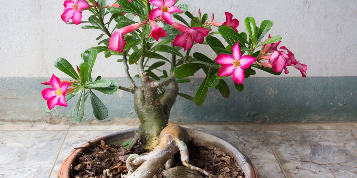 The Ultimate Guide to Types of Roses That Thrive in Your Climate