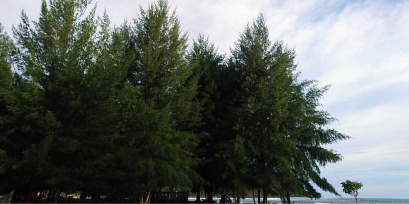 Windbreaks: The Simple Way to Stop Wind Damage and Soil Erosion