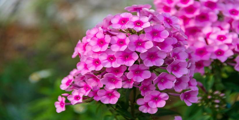 Brighten Your Yard With These Top Spring Flowering Shrubs