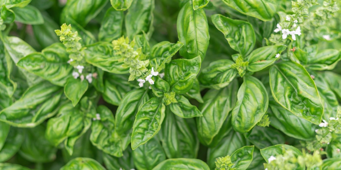 Plants That Naturally Repel Snakes and Beautify Your Garden