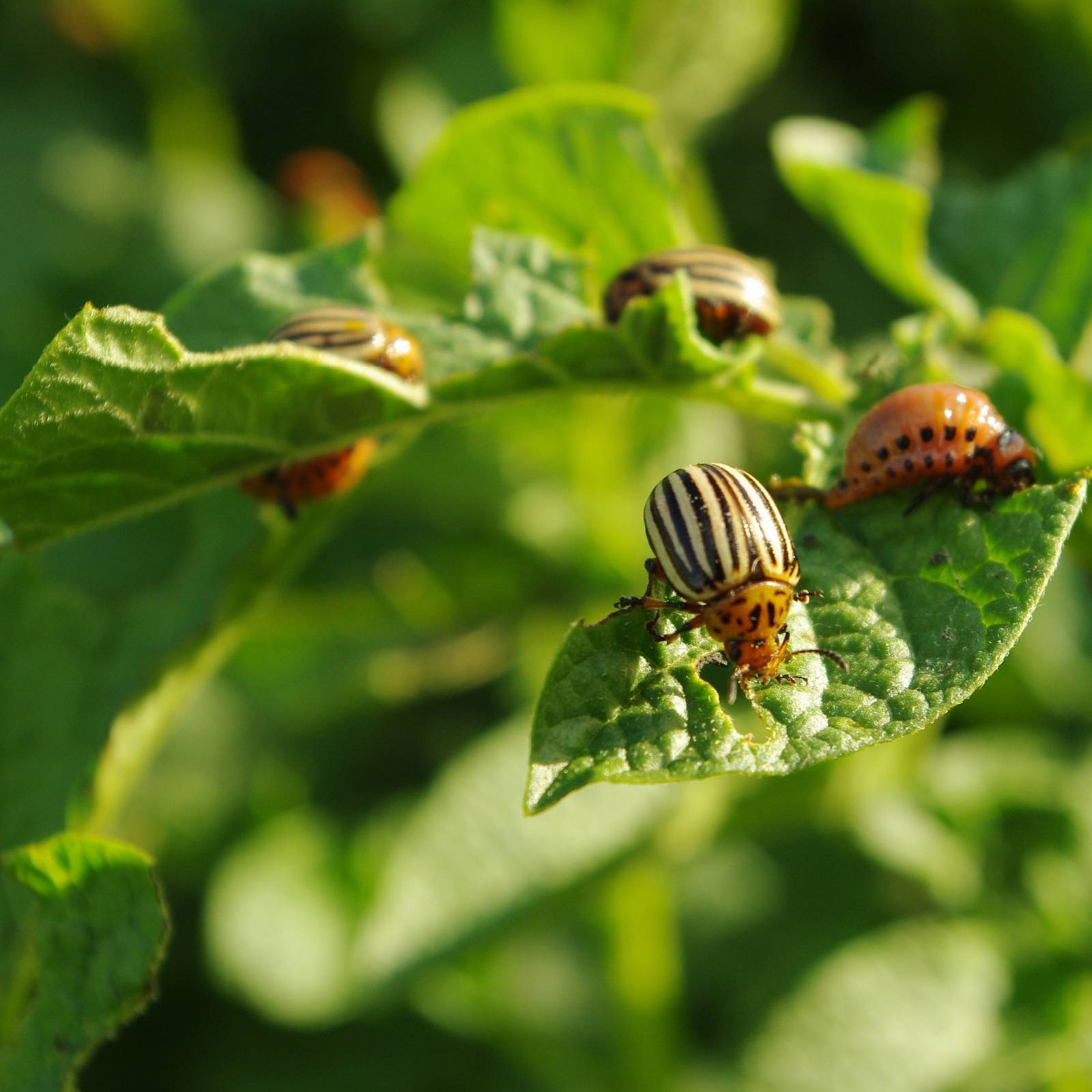 Are You Worried About Beetles in the House and Garden?