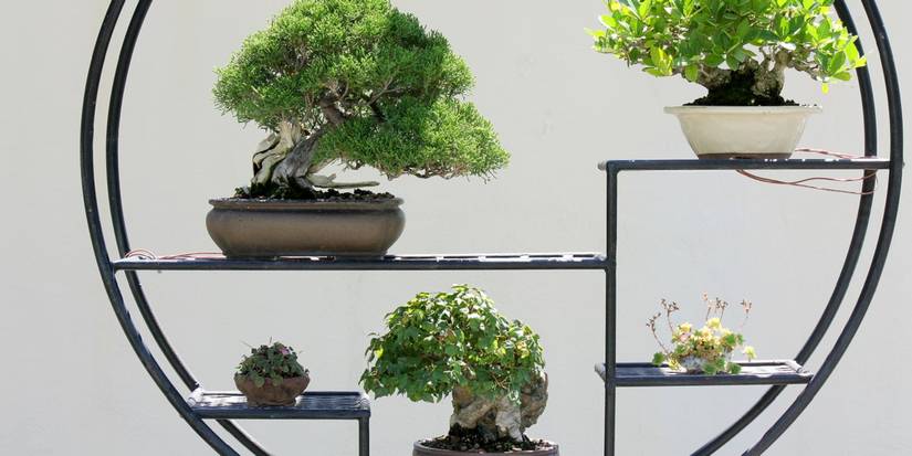 Miniature Marvels: The Art of Bonsai Tree Care For Beginners