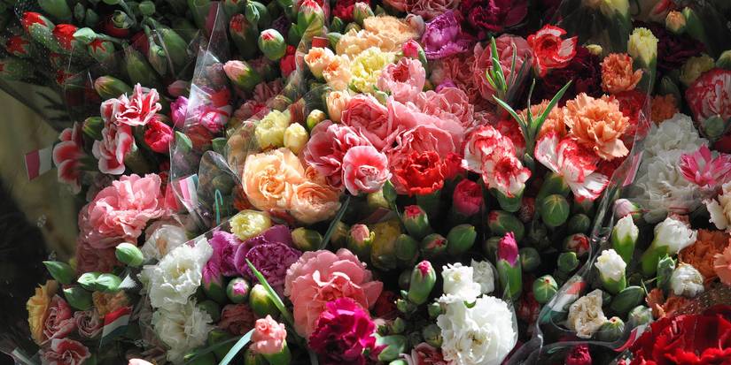 Carnations Multicolor Skip the Eggs: Dye Flowers This Easter for a Stunning Twist