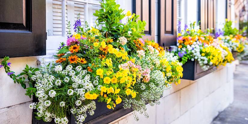 Window Boxes Heat Winter Window Box Ideas to Transform Your Home's Exterior