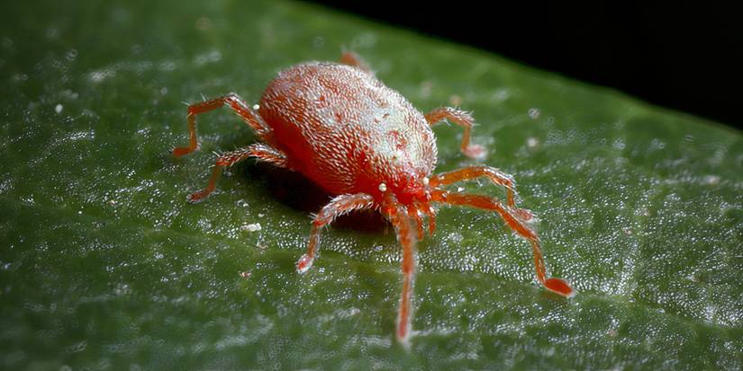 What Are Chiggers and How Do You Get Rid of Them?