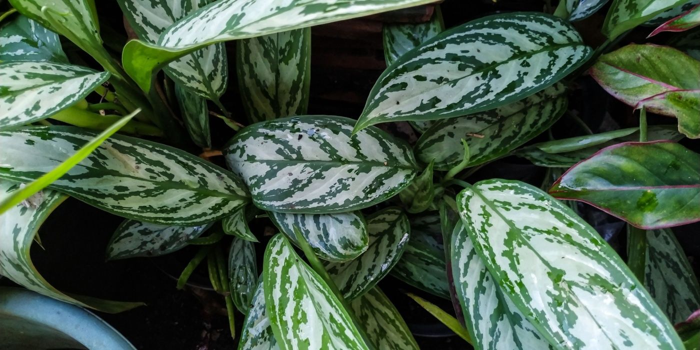 elephant ear plant care indoor Alocasia Borneo Giant Elephant Ear main image 1