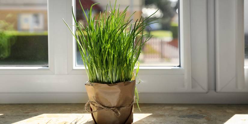 Container Gardening: 5 Plants With Shallow Roots Perfect For Small Pots