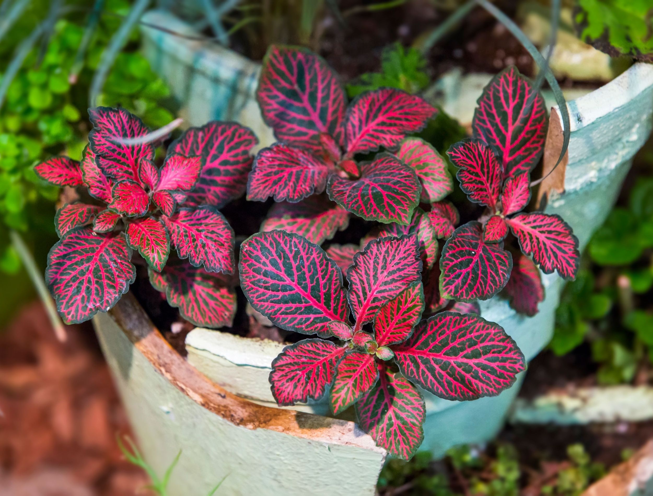 8 Rare Houseplants That Will Leave Your Guests in Awe