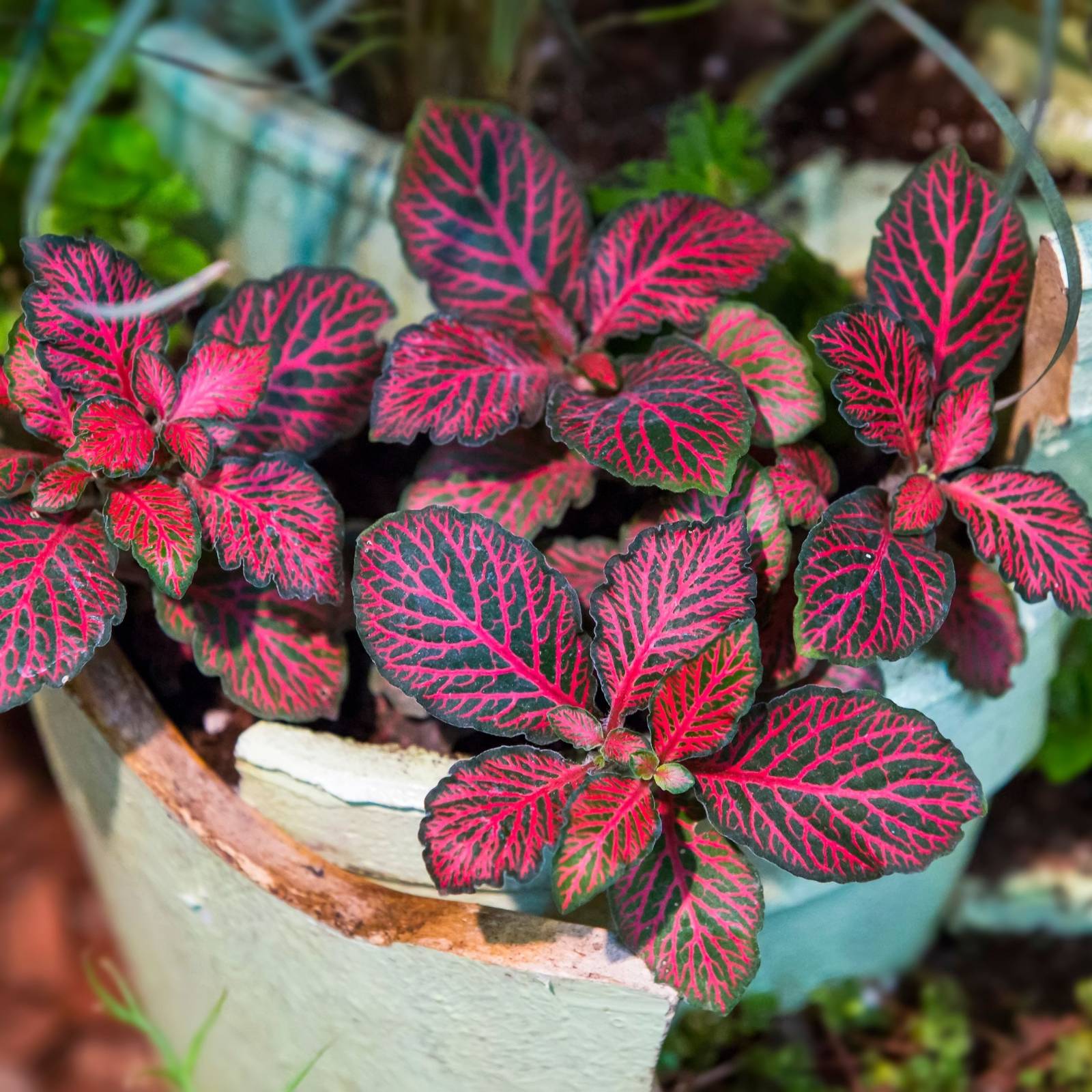 8 Rare Houseplants That Will Leave Your Guests in Awe
