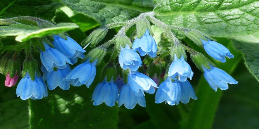 Boost Your Compost: 6 Plants to Cultivate for Composting