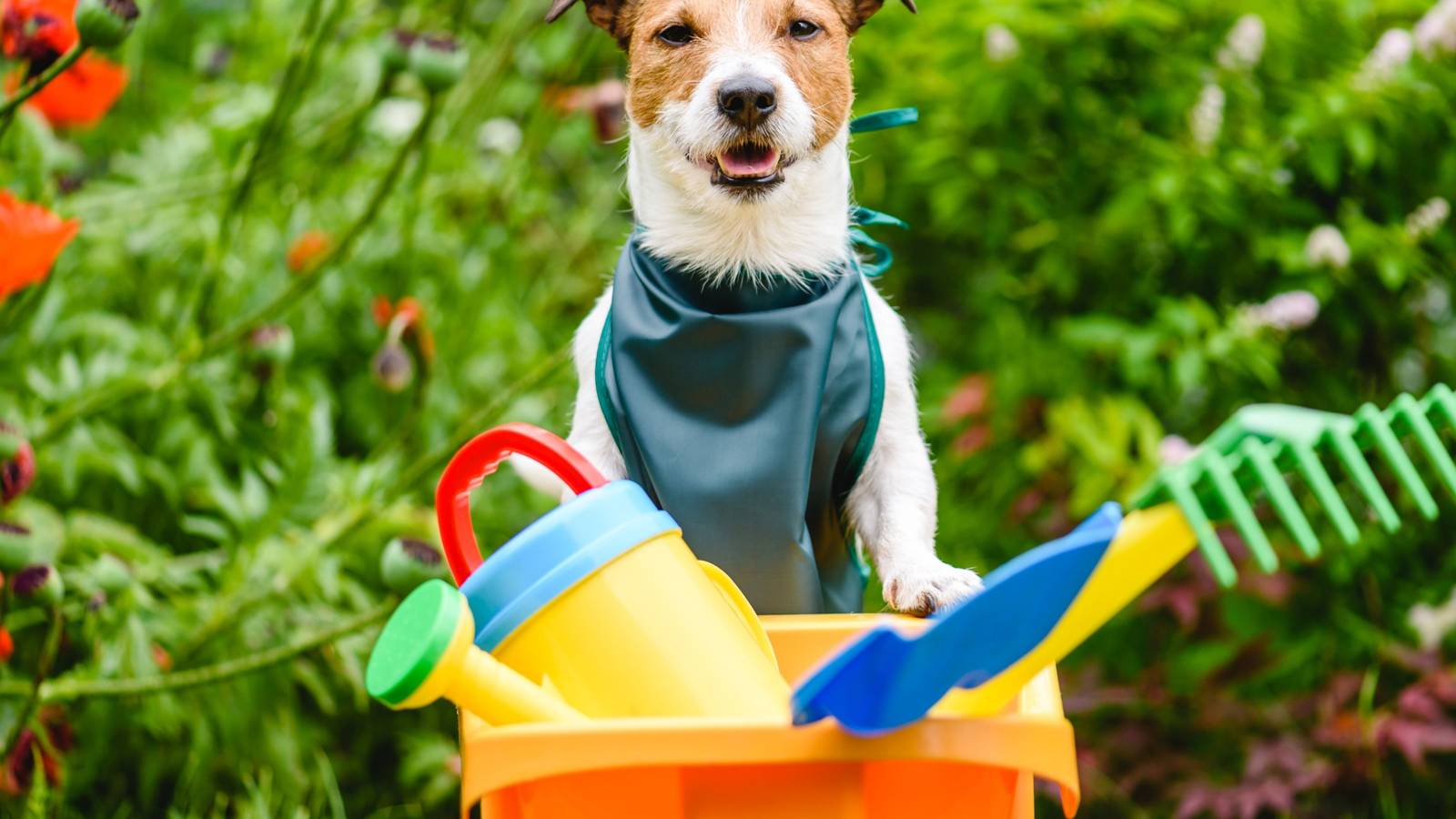 Can Dog Poop Be Good for Your Lawn?